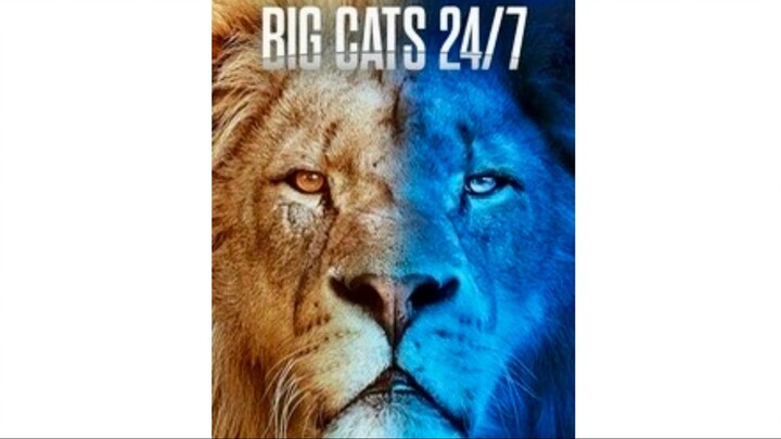 Big Cats 24:7, Series 1, Episode 4