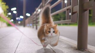 Walking a cat without legs, it runs so happily