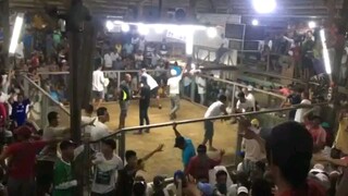 3 cocks derby Leyte leyte gallera.2nd fight hatch bulik win.laki ng parada ng kalaban.