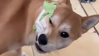 小狗：你真是我天打雷劈的好主人！