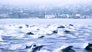 فوج الدلافين يستبعد مباشرةً جسمًا مجهول الهوية أثناء التمرين...