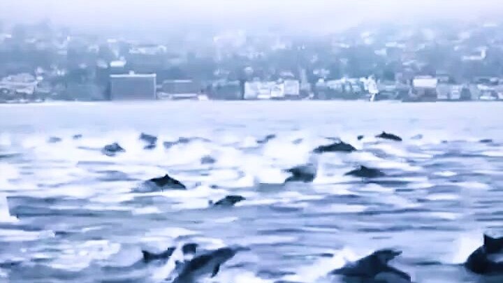 The dolphin squad directly disposed of an unidentified object during the exercise...