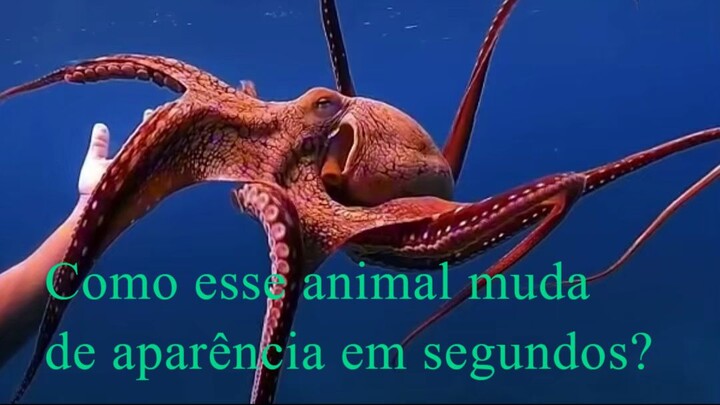 Como esse animal muda de aparência em segundos?