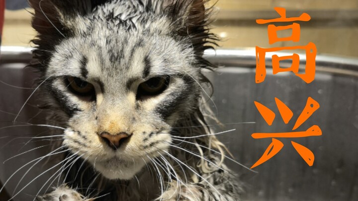 A Little Record of Caesar and Loki Taking a Bath