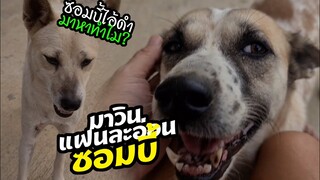 ซอมบี้ ไม่รู้ไม่ชี้ มาวินมาสอบถามดำมาหาทำไม? หัวเราะฮาน่ารักมาก #ฉันรักเธอหมาซอมบี้