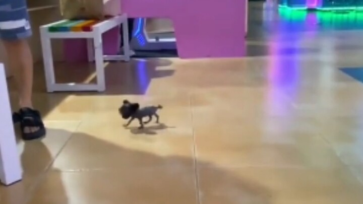 หมาดุจู่โจม อย่าวิ่งเลย วิ่งต่อเดี๋ยวมันจะสำรอกนม!