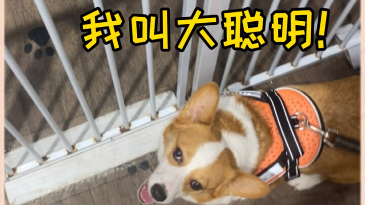 Kakak Baozhu, Kakak Bao sangat pintar