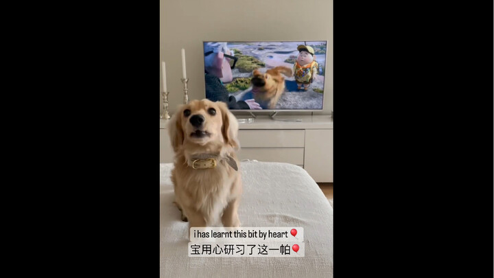 ลูกหมาที่มีความสามารถในการเลียนแบบสูงมากตัวหนึ่ง~