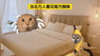 感受南方蜘蛛的压迫感