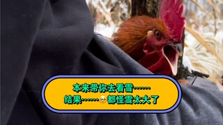 I was going to take the chicken to see the snow, but who knew... woooooo... just give me a reason to