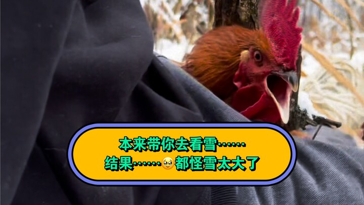 本来带鸡去看雪，谁知道……呜呜呜……给我一个理由忘鸡好嘛……