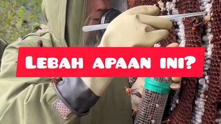 lebah kok gede banget