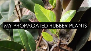 MY PROPAGATED RUBBER PLANTS