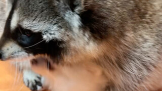 ความสัมพันธ์ระหว่างหมีกับสุนัขยังไม่จบจริงๆ