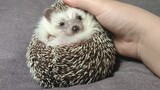 Getting Used to It 【Petting a Hedgehog】