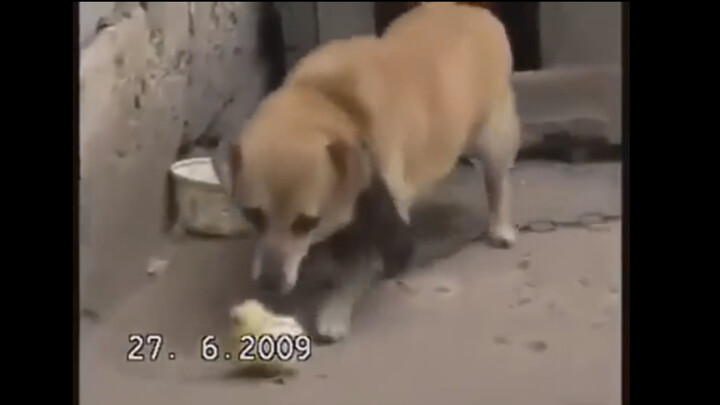 Dingdong Chicken and the Big Dog Barks