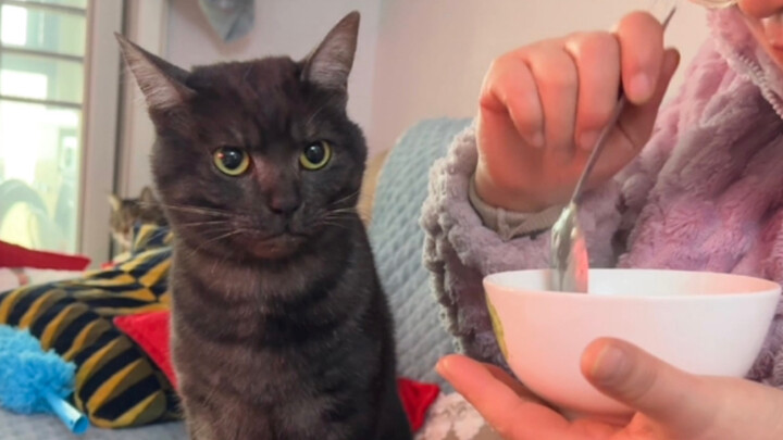 The cat my mom absolutely refused to keep a year ago has been completely spoiled by her since I went