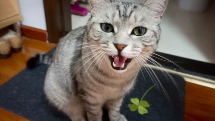 The cat wakes its owner up early in the morning, and when the owner won’t get up, it keeps nagging a