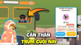 Play Together | Muốn Bắt Bướm Nữ Hoàng Thì Bạn Cần Cẩn Thận Trùm Cuối Này