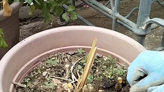 harvest time of my Turmeric