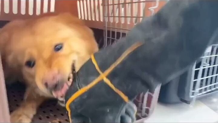 When your dog guards its food, it’s time to overthrow its “food empire”!