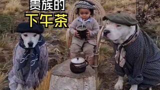 مثل هذه الفيديوهات الحيوانية ممتعة!