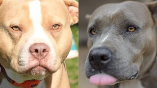 Pitbulls สุขภาพดี EP49 การรวบรวม Pitbull ที่ตลกและน่ารัก