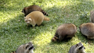 The zoo's food is really great these days!!