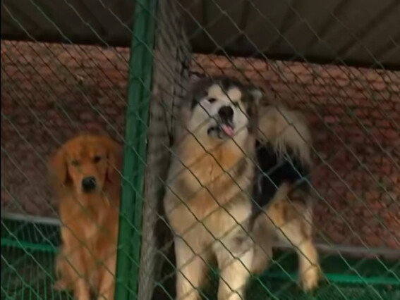 Who’s next to get shaved?