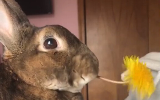 Little Rabbit Eats Flowers