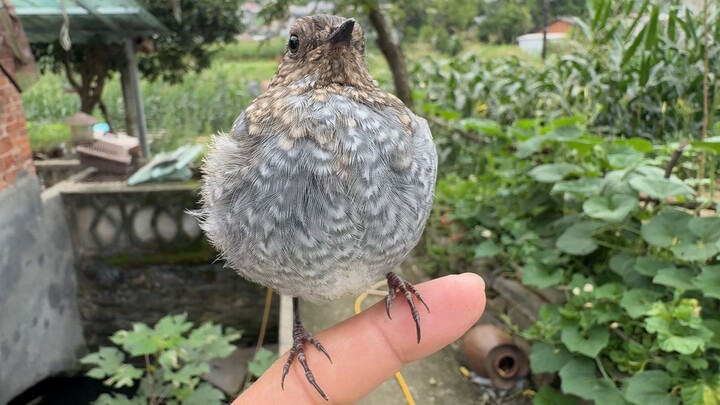 The scene where the bird gets angry and turns against her is so perfect!!!