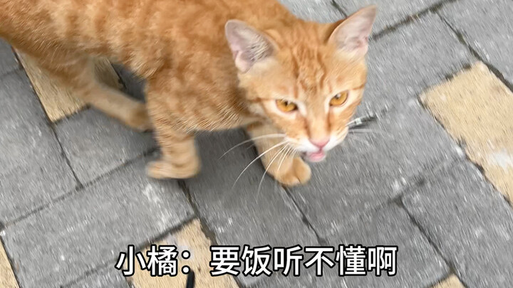 แมวส้มสื่อสารง่ายที่สุดแล้ว เพราะพวกมันพูดได้แค่คำเดียว: ขอข้าว!
