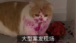 猫肉怎么做好吃？在线等….