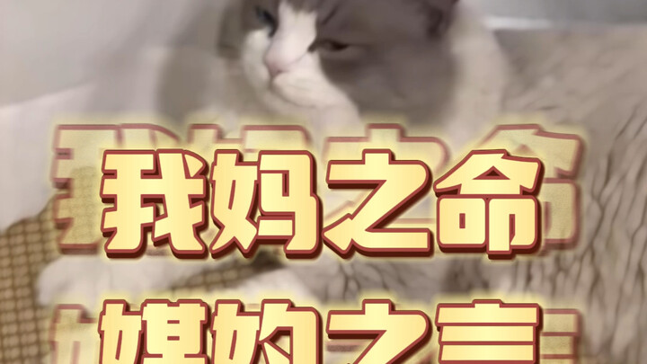 Ibu kucing: Aku alergi ikan