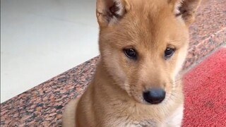 The little mutt I bought for 20 bucks has learned to say hello now