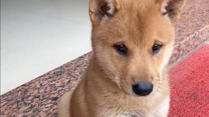 الكلب الترابي الصغير الذي اشتريته بعشرين يوان أصبح يعرف كيف يحيي الناس