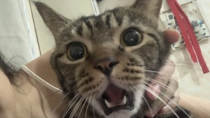 Cute kittens just naturally attract people.