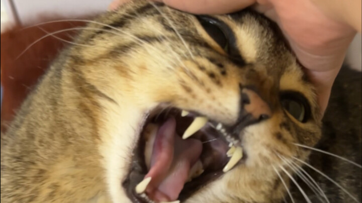 Kucing kecil terus menekan dan terus berbunyi, dia berbunyi aku juga ikut berbunyi!