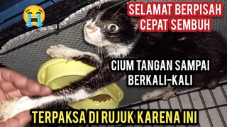 Masya Allah Kucing Ini Cium Tangan Saat Mau Di Rujuk Ke Klinik Lain Bikin Terharu Ribuan Orang..!