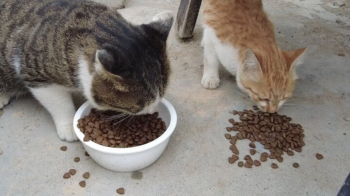 Big Social Cat brought Little Social Cat to my house to beg for food!