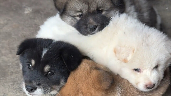 Haha, a pot of mutt!