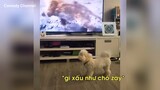 Khi cún cũng thích Drama