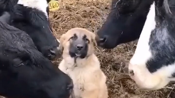 Dog: I’m just a security guard, not a cattle dog.