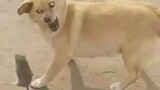 [Tổng hợp][Động vật]Video vừa tội vừa hài của chuột|<Revolution>