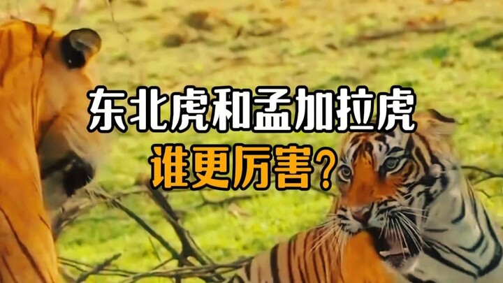 Which is stronger, the Amur tiger or the Bengal tiger?