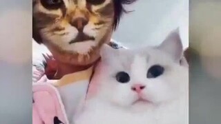 Khi Nhị Miêu Tử thấy chủ nhân của mình biến thành mèo