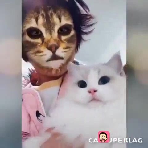 عندما رأى القط الثاني سيده يتحول إلى قطة