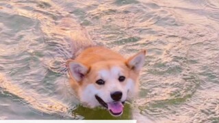 You may not believe it, but a disabled dog with two legs can swim better than me!