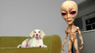 Dog Unimpressed by Alien Compilation Funny Dog Maymo ไม่แปลกใจที่ Alien Prank