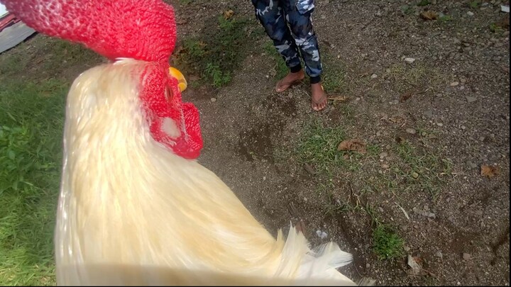 White vs white. parehong stag, pero parehong napagkakamalang cock dahil sa galaw